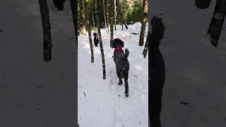 Poodles walking on their home trails, Mount Desert Island, Maine. #MDI #Poodles