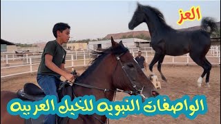 المواصفات النبويه للخيل العربيه(مربط القين)😍🐎