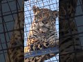 秋勤◆⑨ジャガー・ルナちゃん・沖縄こどもの国・・・jaguar ・okinawa zoo u0026 museum 20231123