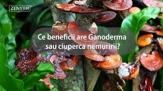 Ce beneficii are Ganoderma sau ciuperca nemuririi?