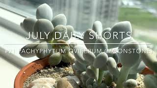 #21 July Daily #Shorts - Pachyphytum oviferum (moonstone)