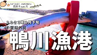 【千葉外房】鴨川漁港でカマス！まだ釣れる！ベテラン釣り師から釣り方を教わる😆ジグサビキより...