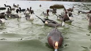 平荘湖のカモたち(7)