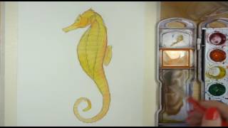 How to Draw and Paint a Watercolor Seahorse