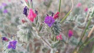 Echium angustifolium ή Έχιο το στενόφυλλο