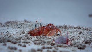 去海边赶海，用盐骗蛏子王挺好使。还抓到了海葵和大海老鼠