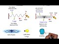 difference between transverse and longitudinal waves