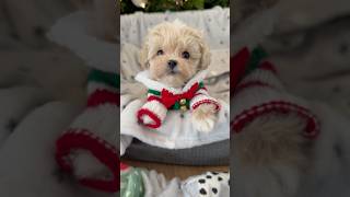 When its Christmas time🎅 🎄#puppy #maltipoo #maltipoopuppy #fluffy #dog #shorts #cutest