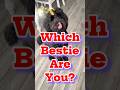 Which Bestie Are You?❤️💟#shorts #funny #dog #friends #love #pets #fyp #trending #viralvideo #puppy