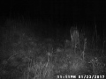 deer camera 2 57