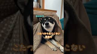 今年から「コタツの主」に昇格⁉︎3歳でやっと布団に潜れるようになった黒柴犬が可愛かった💕   shiba-inu_153 #shorts