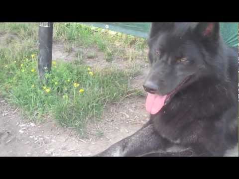 black wolf dog breeds