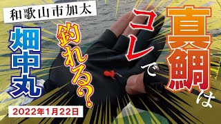 冬の加太と言えばコレが登場！【爆釣】します！船マダイ釣り【畑中丸】