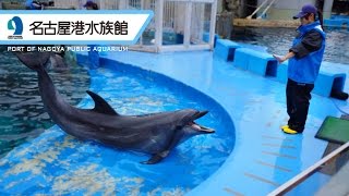 名古屋港水族館 イルカのトレーニング