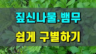 항암약초와 강정약초 어떻게 구별할까 #짚신나물.뱀무