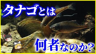 【ゆっくり解説】貝の中で受精する⁉「タナゴ」とは何者なのか？を解説/縄張り防衛戦略、スニーカー戦略、メス探索型戦略とは？