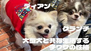 【多頭飼い】大型犬と共存するチワワの性格　癒し動画