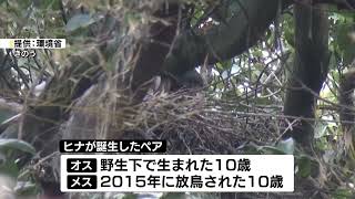 今シーズン初めて　トキのヒナが2羽誕生　佐渡市の野生下では13年連続　《新潟》