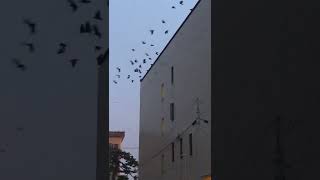 カラス撃退絶大　レーザーポインターRepel crows with lasers