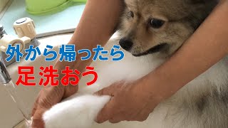 ポン＆シンバ　お散歩後のメンテをするポメラニアン　Pomeranian after a walk