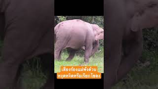 เสียงร้องแม่พังด้วนผู้หลงโขลง #ช้างป่า #ช้างเขาใหญ่ #elephant #เขาใหญ่