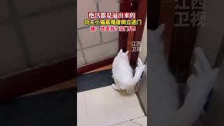 生活不易，猫猫倒立。功夫小猫高难度倒立进门，猫：想夹我?没门儿！#萌宠 #cat #kongfu