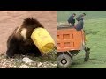 Villagers save bear cub with head stuck in bucket