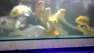 Calf Big Fishes (කාෆ් මාළු) #PetHome # Fish