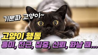 고양이 행동에는 이유가 있다 l  5가지 행동