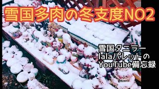 雪国多肉の冬支度NO2