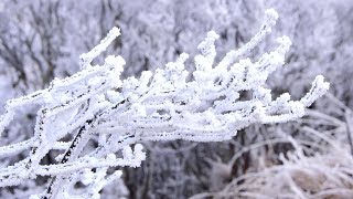 別府の霧氷 今季初観測