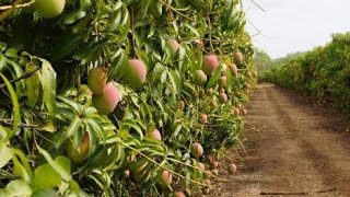 Avustralyalı çiftçiler bu şekilde binlerce ton mango üretiyor