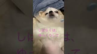 退院後エリザベスカラーに、いちゃもんつけるチワさん😤💢                     #チワワ #子犬 #犬のいる暮らし #子宮蓄膿症