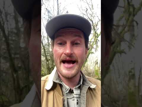 Do older forest perform better ecological function than younger or secondary forest?