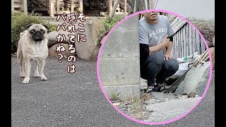 愛犬と全力でかくれんぼがオモロくて可愛くて泣けた パグ犬ぷぅPug