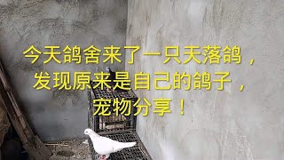 今天鸽舍来了一只天落鸽，发现原来是自己的鸽子，宠物分享！