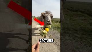 Camel Ate Cactus 😂🤣