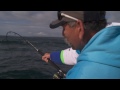 how to catch kingfish shimano fishing