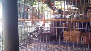 Playtube Pk Ultimate Video Sharing Website