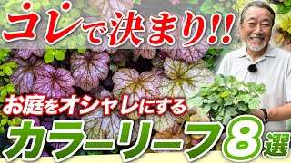 【プロが解説!】秋のお庭づくりに欠かせない！オシャレなカラーリーフをご紹介！【植栽】【植物】