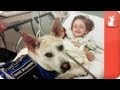 Healing Power of Pets - Seizure Detecting Dog assists boy Healing Power of Pets - Seizure Detecting Dog assists boy