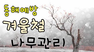 동해 예방  겨울철 나무관리 Prevention of frost damage / tree management in winter