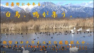 安曇野の白鳥湖