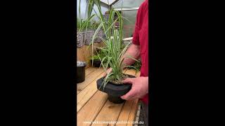 How to grow Phalaris