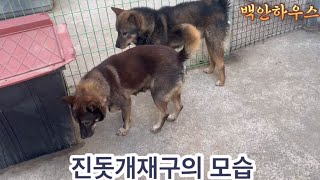 진돗개 재구의 모습 #백안하우스풍뢰 #진돗개