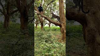 My Village tiger atak catching jungle VFX funny 😱 my Village #shots #anime #wildlife #reels #vira