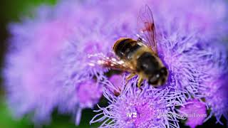 Big Fly on the Ageratum houstonianum