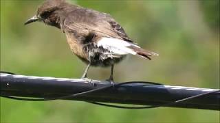 Collalba negra (Oenanthe leucura)  Black Wheatear.