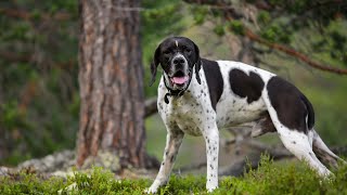 The Distinctive Qualities of Pointers What Sets Them Apart From Other Hunting Breeds