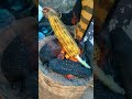 sutta solam shorts grilled sweet corn rosted sweet corn சுட்ட சோளம்